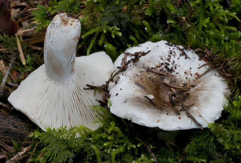 Russula densifolia